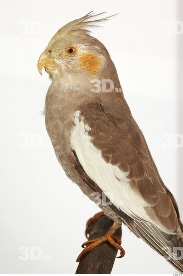 Upper Body Cockatiel