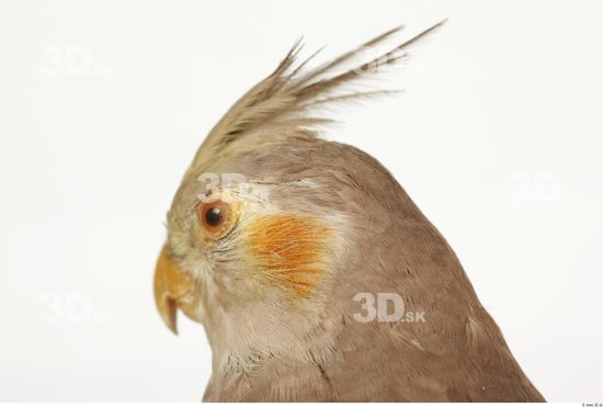 Head Cockatiel