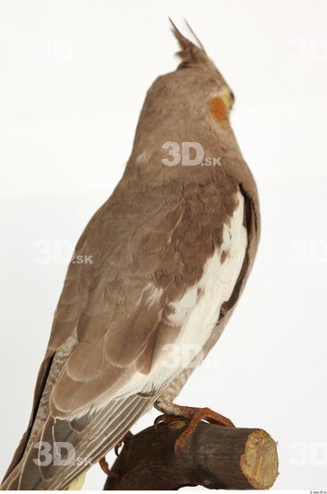 Upper Body Cockatiel