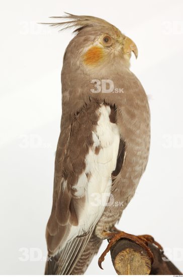 Upper Body Cockatiel