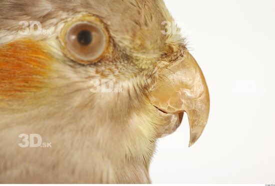 Mouth Cockatiel