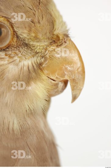 Mouth Cockatiel