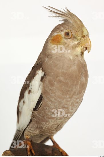 Upper Body Cockatiel