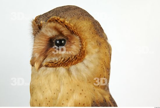 Head Owl