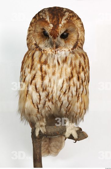 Whole Body Owl