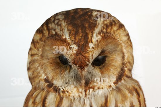 Head Owl