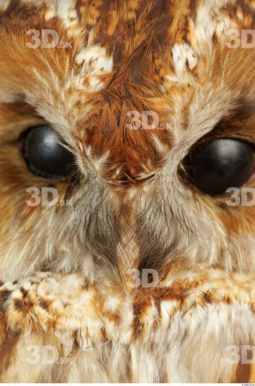 Mouth Owl