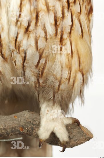 Leg Owl