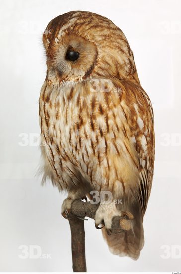 Whole Body Owl