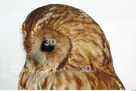 Head Owl