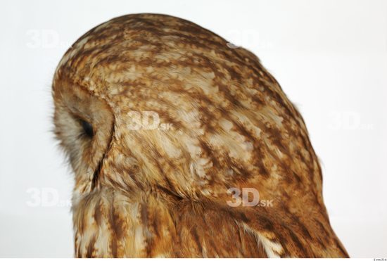 Head Owl