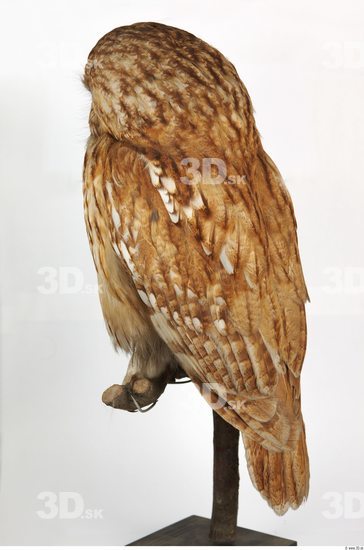 Whole Body Owl