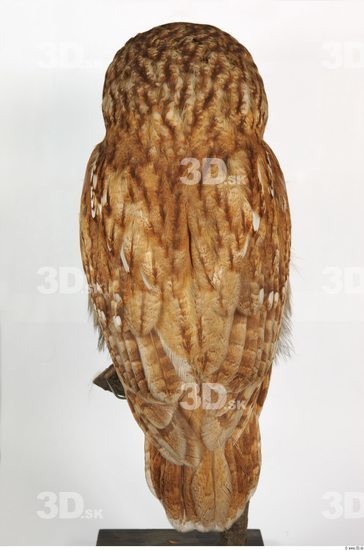 Whole Body Owl