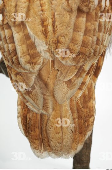 Tail Owl