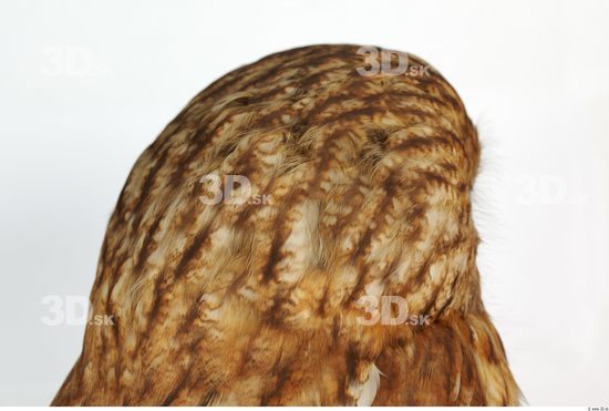 Head Owl