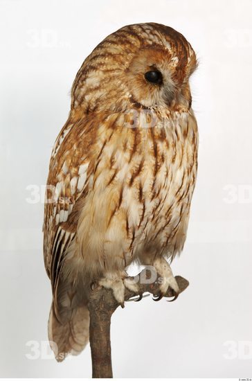 Whole Body Owl