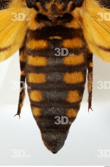 Belly Moth