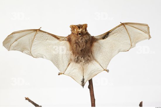 Whole Body Bat