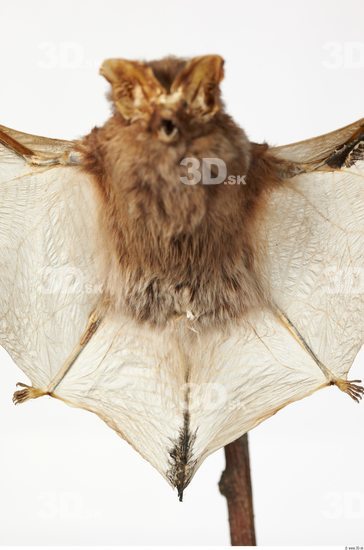 Whole Body Bat