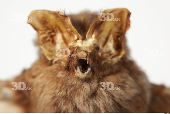 Head Bat