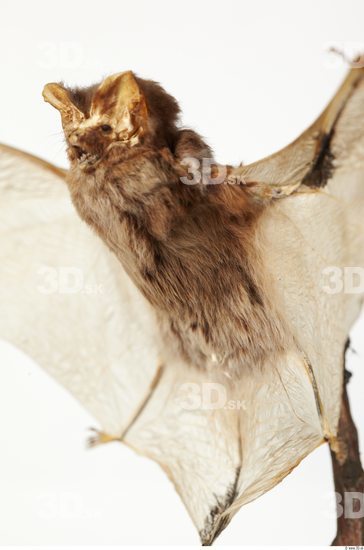 Whole Body Bat