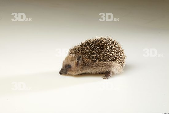 Whole Body Hedgehog