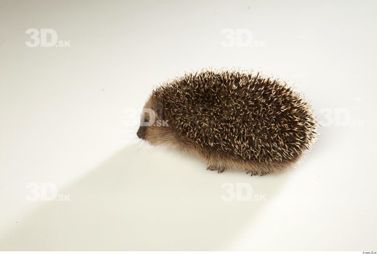 Whole Body Hedgehog