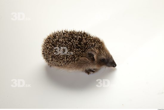 Whole Body Hedgehog