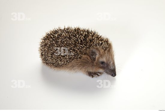 Whole Body Hedgehog