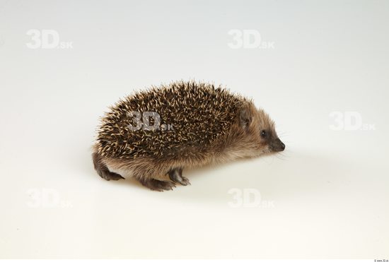 Whole Body Hedgehog