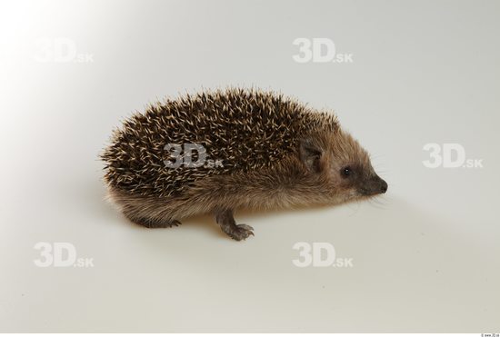 Whole Body Hedgehog