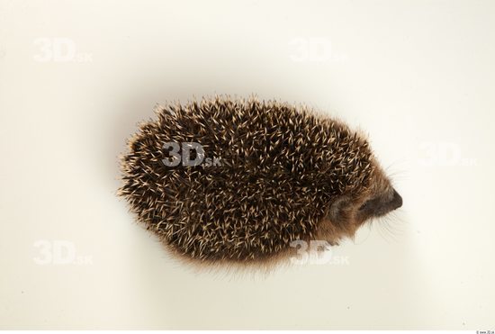 Whole Body Hedgehog