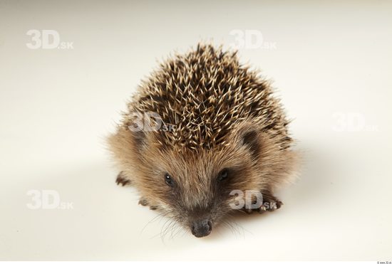 Head Hedgehog