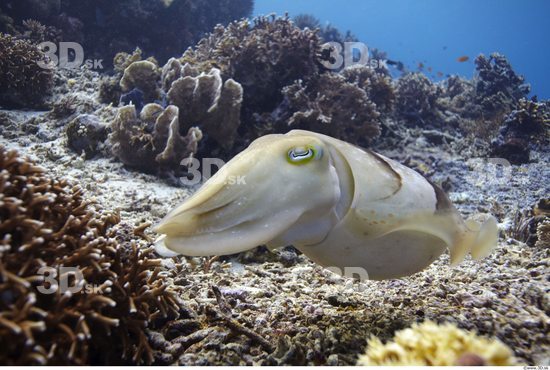 Underwater life