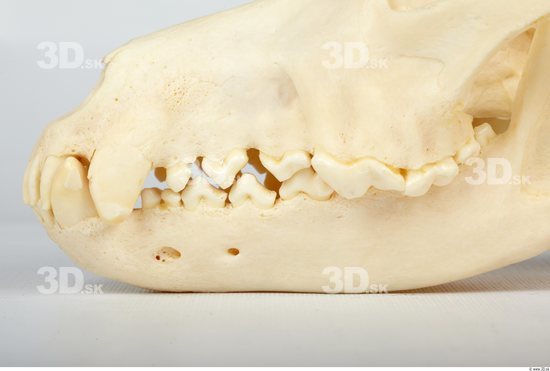 Teeth Wolf