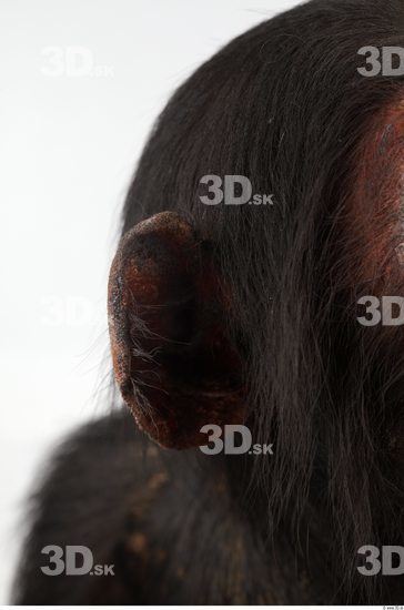 Ear Chimpanzee