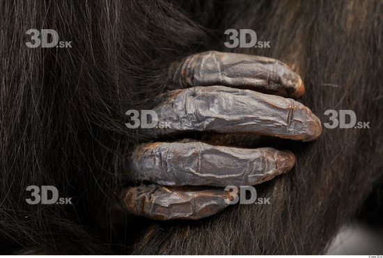 Hand Chimpanzee