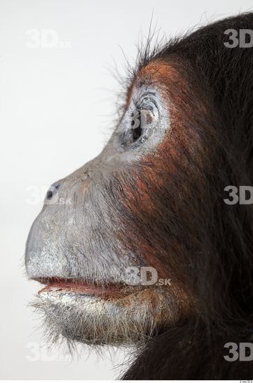 Face Chimpanzee