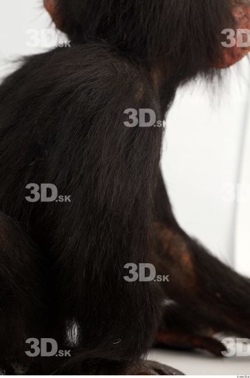 Arm Chimpanzee