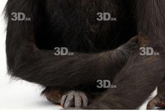 Arm Chimpanzee