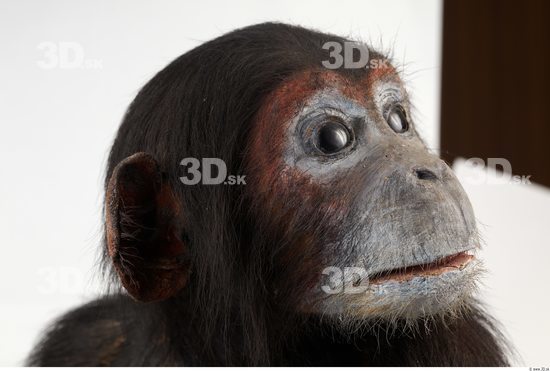 Head Chimpanzee