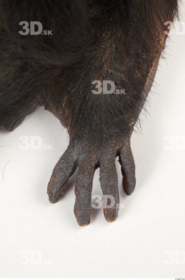 Hand Chimpanzee