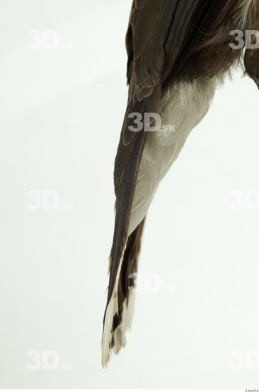 Tail Bird