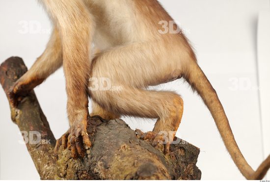 Leg Monkey