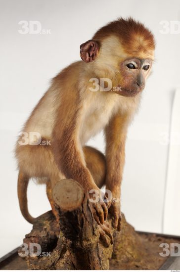 Whole Body Monkey