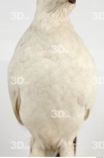 Upper Body Bird