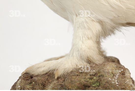 Leg Bird