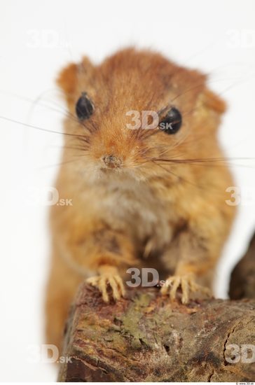 Upper Body Dormouse