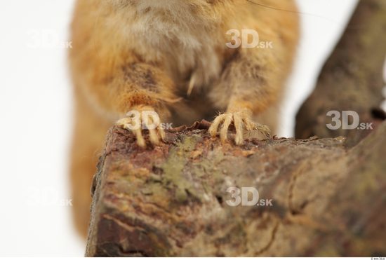 Foot Dormouse