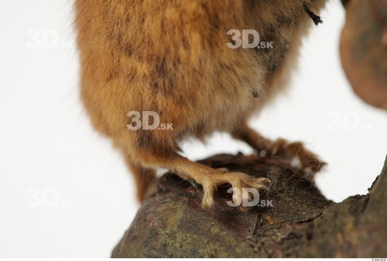 Foot Dormouse